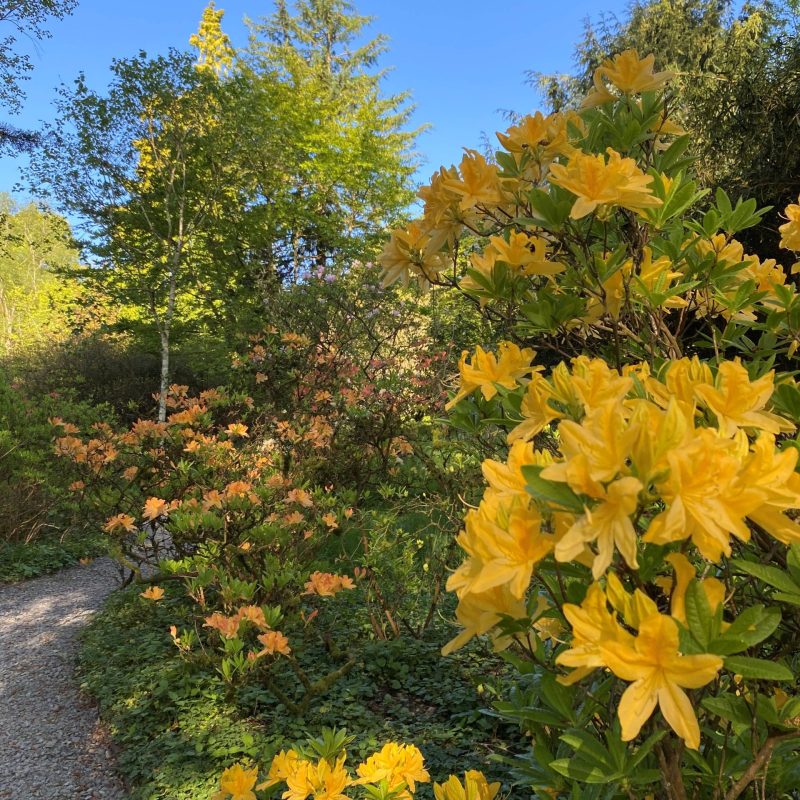 yellow azaleas