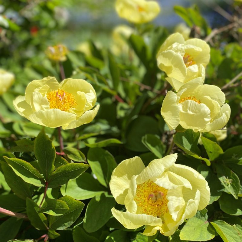 yellow peonies